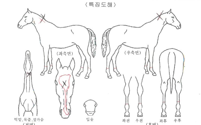 ºí·¢½º¹Ì½ºÀÇ Ãø¸é,¿ì¸é,µÞ¸é,µÎ»ó,´Ù¸®ÀÇ Æ¯Â¡µµÇØ