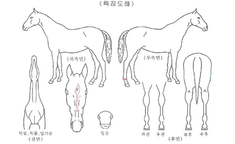 û�갡���� ����,���,�޸�,�λ�,�ٸ��� Ư¡����