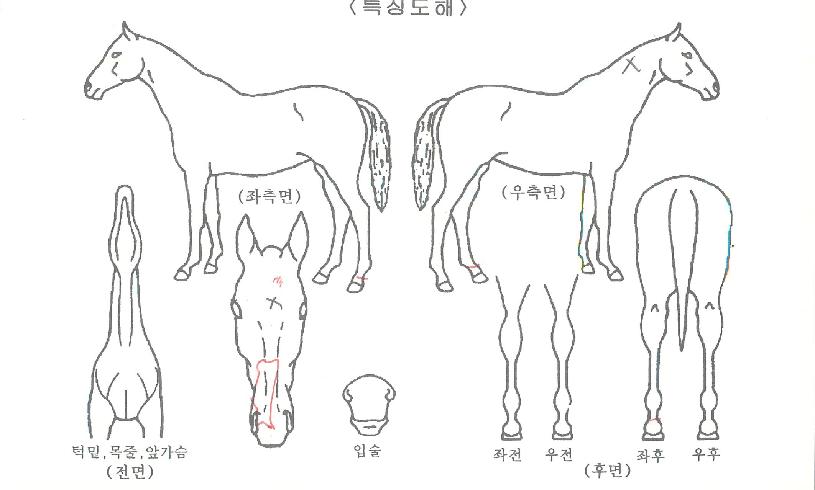 ¶ó¿Âž¸ÇÀÇ Ãø¸é,¿ì¸é,µÞ¸é,µÎ»ó,´Ù¸®ÀÇ Æ¯Â¡µµÇØ