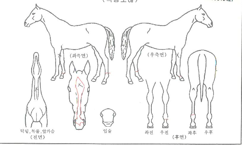 ����۽�Ʈ�� ����,���,�޸�,�λ�,�ٸ��� Ư¡����