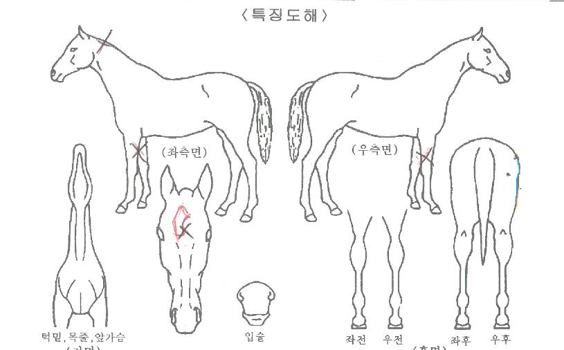 ½ºÆ®¸®Æ®°ÀÚÀÇ Ãø¸é,¿ì¸é,µÞ¸é,µÎ»ó,´Ù¸®ÀÇ Æ¯Â¡µµÇØ