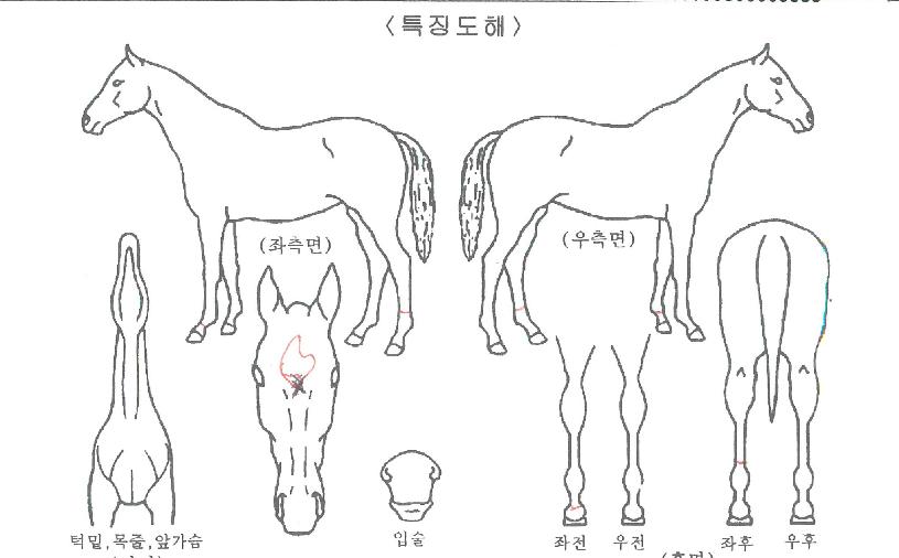 °í¾÷ÀÇ Ãø¸é,¿ì¸é,µÞ¸é,µÎ»ó,´Ù¸®ÀÇ Æ¯Â¡µµÇØ