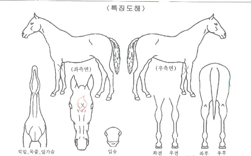 ÇϹٳª°ñµåÀÇ Ãø¸é,¿ì¸é,µÞ¸é,µÎ»ó,´Ù¸®ÀÇ Æ¯Â¡µµÇØ