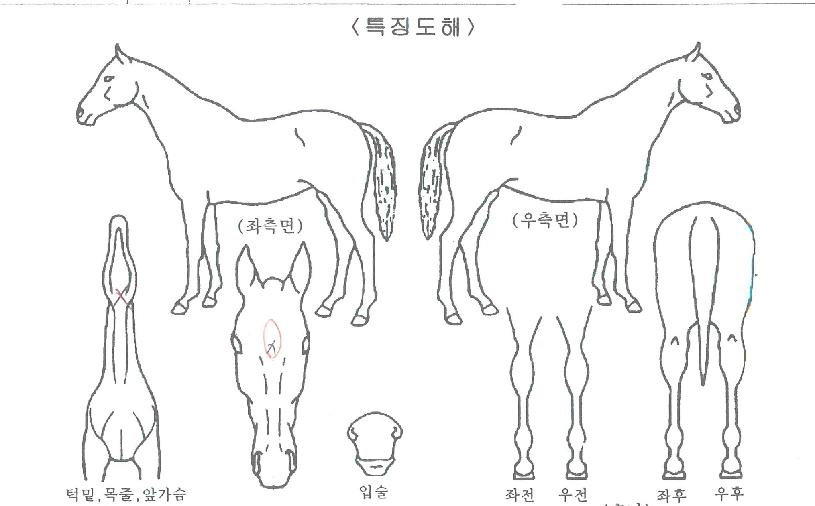 �ҷ���Į���� ����,���,�޸�,�λ�,�ٸ��� Ư¡����