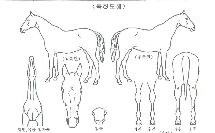 ����ŷ�� ����,���,�޸�,�λ�,�ٸ��� Ư¡����