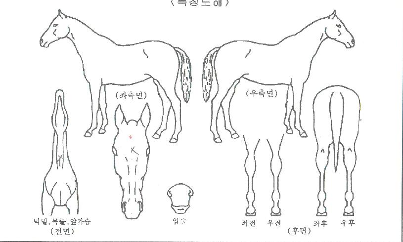 ��������Ƽ�� ����,���,�޸�,�λ�,�ٸ��� Ư¡����