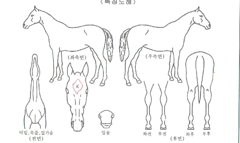 ĸ������ ����,���,�޸�,�λ�,�ٸ��� Ư¡����