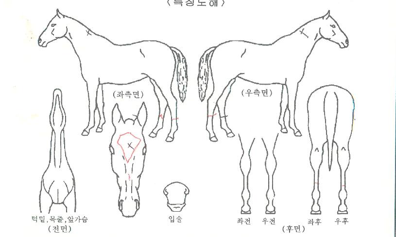 ´ÚÅ͸ƽºÀÇ Ãø¸é,¿ì¸é,µÞ¸é,µÎ»ó,´Ù¸®ÀÇ Æ¯Â¡µµÇØ