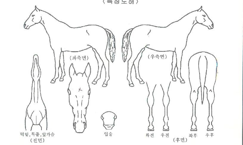 ±Ý¼º½ºÅ¸ÀÇ Ãø¸é,¿ì¸é,µÞ¸é,µÎ»ó,´Ù¸®ÀÇ Æ¯Â¡µµÇØ