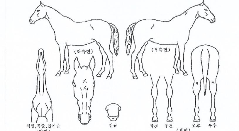 ����Ʈ����Ʈ�� ����,���,�޸�,�λ�,�ٸ��� Ư¡����