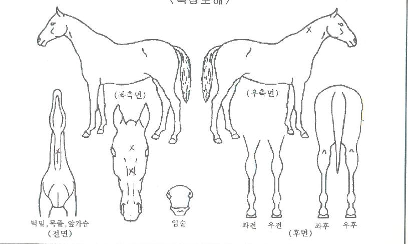 Çø¯Ä¿ÀÚ¸¶ÀÇ Ãø¸é,¿ì¸é,µÞ¸é,µÎ»ó,´Ù¸®ÀÇ Æ¯Â¡µµÇØ