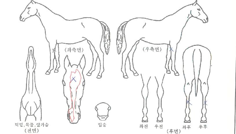 »ç¶÷À̶ó´Âº°ÀÇ Ãø¸é,¿ì¸é,µÞ¸é,µÎ»ó,´Ù¸®ÀÇ Æ¯Â¡µµÇØ