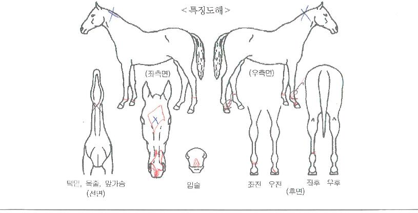 µå·¡°ïõÇÏÀÇ Ãø¸é,¿ì¸é,µÞ¸é,µÎ»ó,´Ù¸®ÀÇ Æ¯Â¡µµÇØ