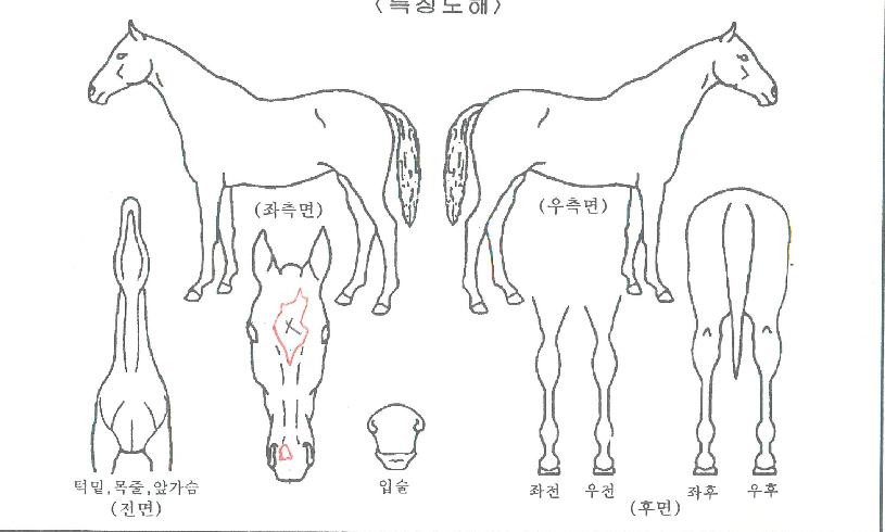 �׷��庸���ڸ��� ����,���,�޸�,�λ�,�ٸ��� Ư¡����