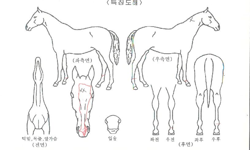 ·Î¿ÃµÁöÀÇ Ãø¸é,¿ì¸é,µÞ¸é,µÎ»ó,´Ù¸®ÀÇ Æ¯Â¡µµÇØ