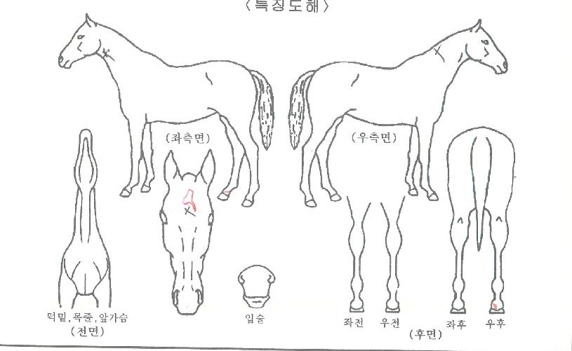 ����ŷ�� ����,���,�޸�,�λ�,�ٸ��� Ư¡����