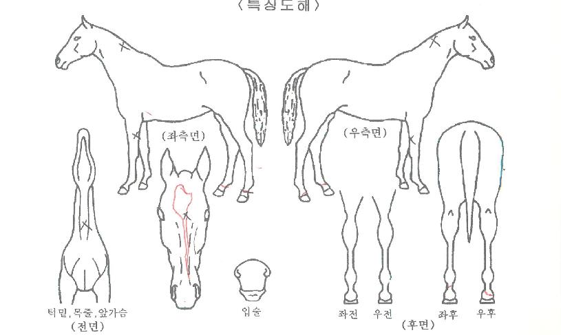 ¹Ì½º»çµð¶óÀÚ¸¶ÀÇ Ãø¸é,¿ì¸é,µÞ¸é,µÎ»ó,´Ù¸®ÀÇ Æ¯Â¡µµÇØ