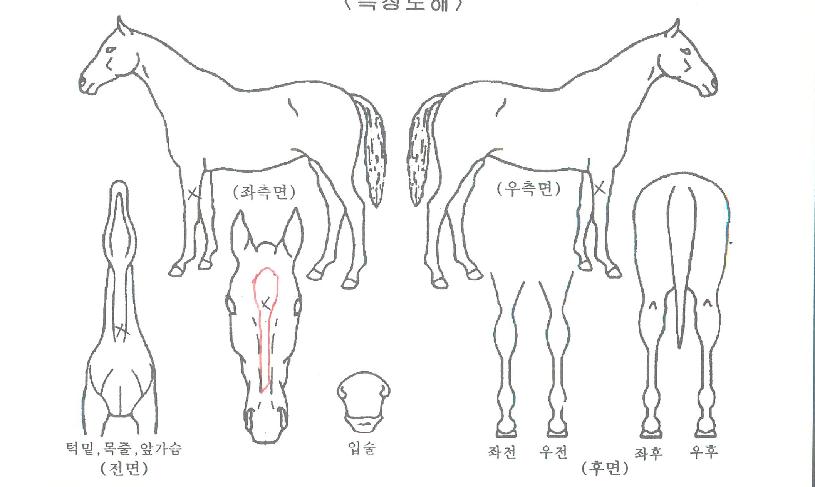 ¶ó¿Â¶óÀÌÆ®¸ÇÀÇ Ãø¸é,¿ì¸é,µÞ¸é,µÎ»ó,´Ù¸®ÀÇ Æ¯Â¡µµÇØ