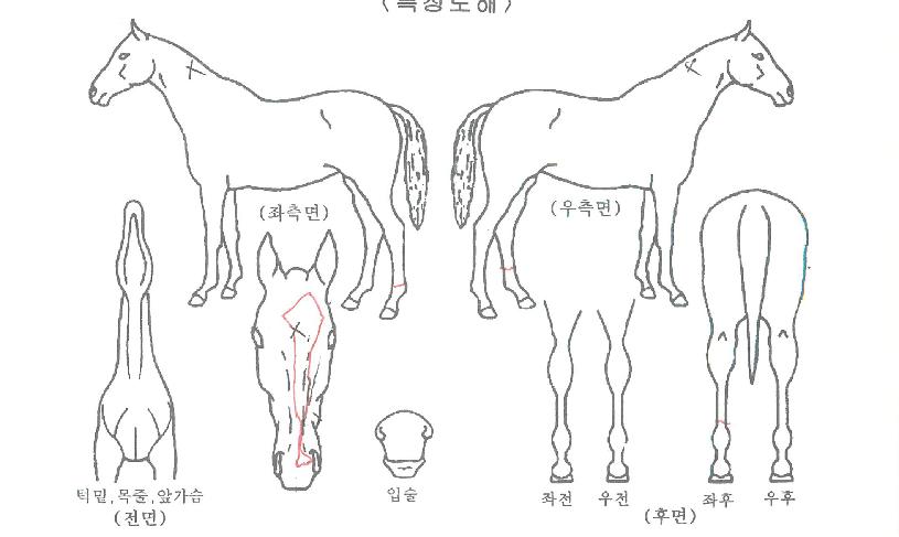 ���̸����ڸ��� ����,���,�޸�,�λ�,�ٸ��� Ư¡����