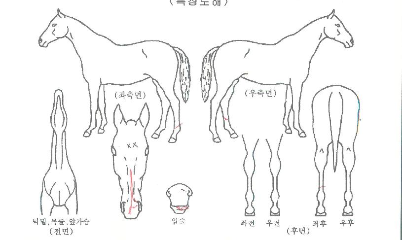 ±Ý¾Æ±ÂÆ÷ÀÎÆ®ÀÇ Ãø¸é,¿ì¸é,µÞ¸é,µÎ»ó,´Ù¸®ÀÇ Æ¯Â¡µµÇØ