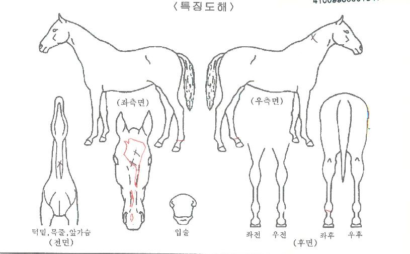 ·¯ÇǾðÆÄÅ©ÀÇ Ãø¸é,¿ì¸é,µÞ¸é,µÎ»ó,´Ù¸®ÀÇ Æ¯Â¡µµÇØ