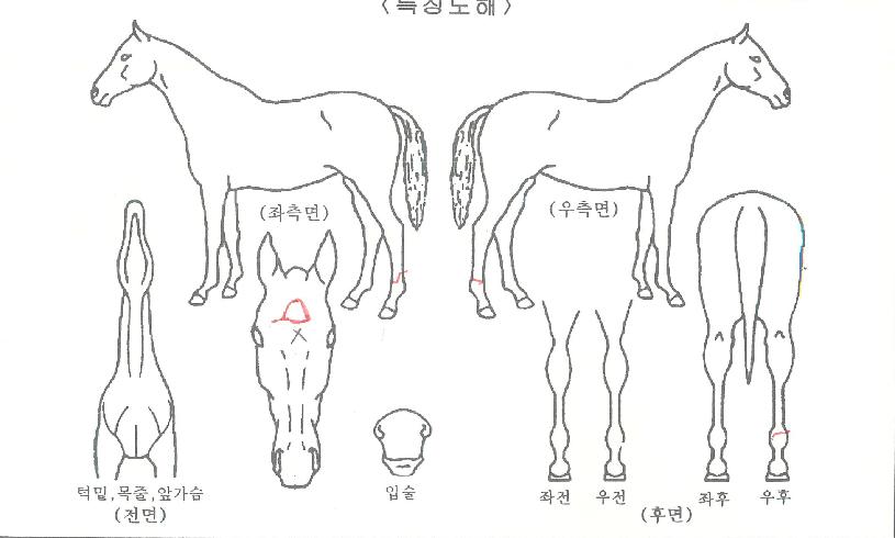 ÆÛ½ºÆ®ÆÄ¿öÀÇ Ãø¸é,¿ì¸é,µÞ¸é,µÎ»ó,´Ù¸®ÀÇ Æ¯Â¡µµÇØ