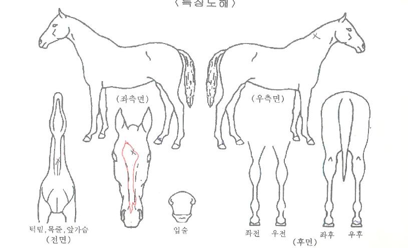 ½ºÆ®·ÕÄýÀÇ Ãø¸é,¿ì¸é,µÞ¸é,µÎ»ó,´Ù¸®ÀÇ Æ¯Â¡µµÇØ