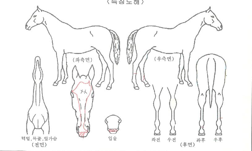 ¼ÖÆ®¶óÀÌÆ®ÀÇ Ãø¸é,¿ì¸é,µÞ¸é,µÎ»ó,´Ù¸®ÀÇ Æ¯Â¡µµÇØ