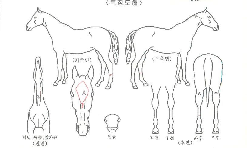 Çǽº¹éÀÇ Ãø¸é,¿ì¸é,µÞ¸é,µÎ»ó,´Ù¸®ÀÇ Æ¯Â¡µµÇØ