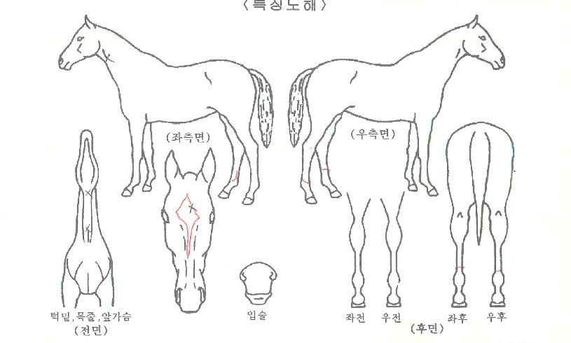 �ö���ŷ���� ����,���,�޸�,�λ�,�ٸ��� Ư¡����