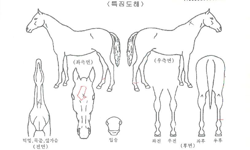 ·ÏºñÆ®ÀÇ Ãø¸é,¿ì¸é,µÞ¸é,µÎ»ó,´Ù¸®ÀÇ Æ¯Â¡µµÇØ