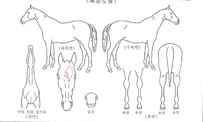 º½³¯ÀDZâ¾ïÀÇ Ãø¸é,¿ì¸é,µÞ¸é,µÎ»ó,´Ù¸®ÀÇ Æ¯Â¡µµÇØ