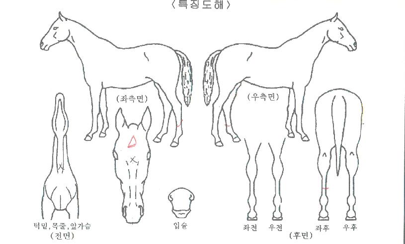 ��ī��Ÿ���� ����,���,�޸�,�λ�,�ٸ��� Ư¡����