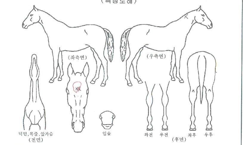 �����Ƿ����� ����,���,�޸�,�λ�,�ٸ��� Ư¡����