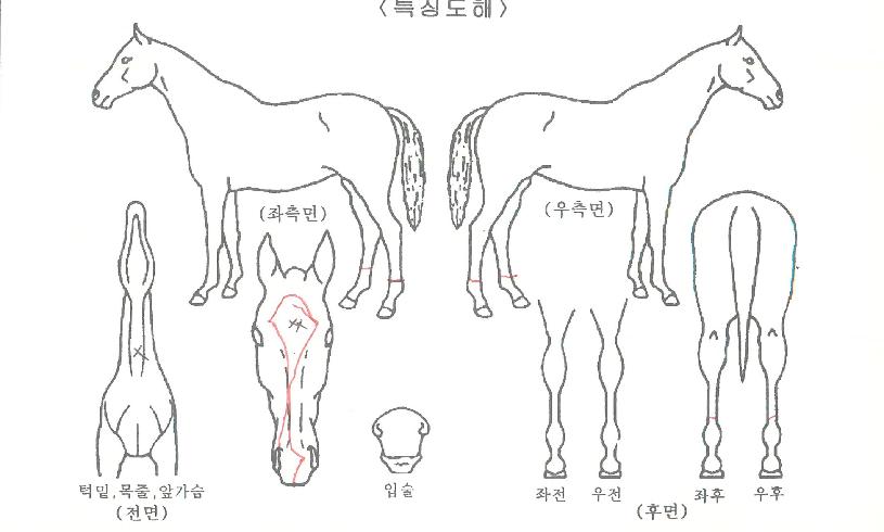 Ⱦ¾º®ÀÇ Ãø¸é,¿ì¸é,µÞ¸é,µÎ»ó,´Ù¸®ÀÇ Æ¯Â¡µµÇØ