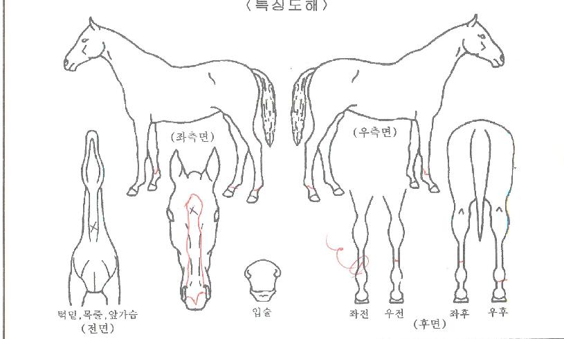 µå¸²°É½ºÀÇ Ãø¸é,¿ì¸é,µÞ¸é,µÎ»ó,´Ù¸®ÀÇ Æ¯Â¡µµÇØ