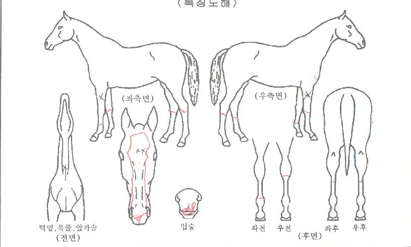 �ݾƹ븮��Ʈ�� ����,���,�޸�,�λ�,�ٸ��� Ư¡����