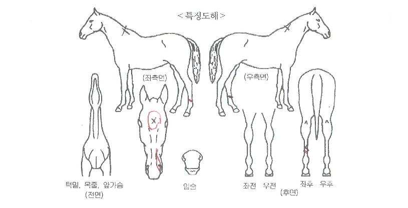 ÇØÇÇÇ÷£ÀÇ Ãø¸é,¿ì¸é,µÞ¸é,µÎ»ó,´Ù¸®ÀÇ Æ¯Â¡µµÇØ