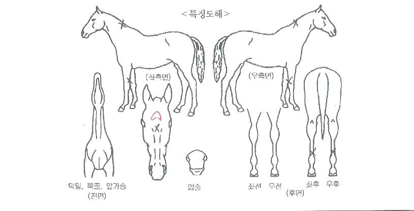 ��ŸƮ������ ����,���,�޸�,�λ�,�ٸ��� Ư¡����