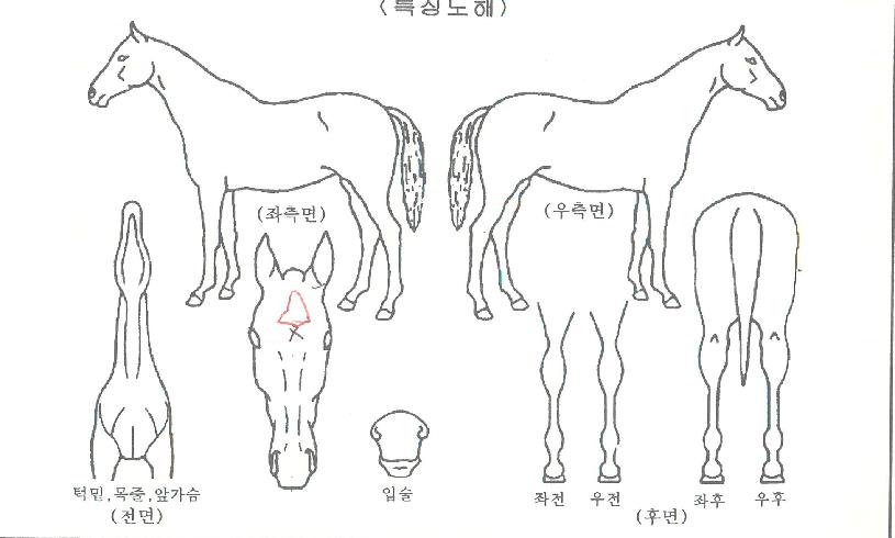 ��÷����� ����,���,�޸�,�λ�,�ٸ��� Ư¡����