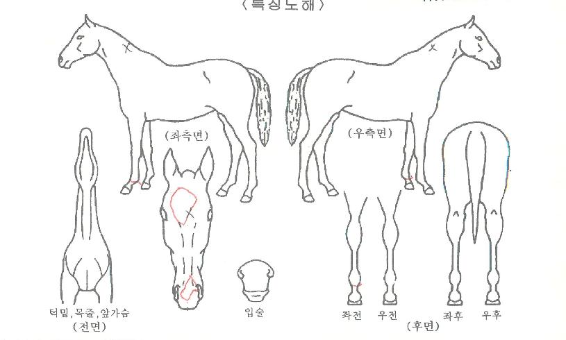 »õ³»ÃÊÀ̽ºÀÇ Ãø¸é,¿ì¸é,µÞ¸é,µÎ»ó,´Ù¸®ÀÇ Æ¯Â¡µµÇØ