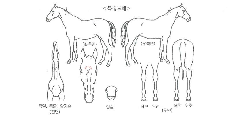 ¿øÇÈÀÇ Ãø¸é,¿ì¸é,µÞ¸é,µÎ»ó,´Ù¸®ÀÇ Æ¯Â¡µµÇØ
