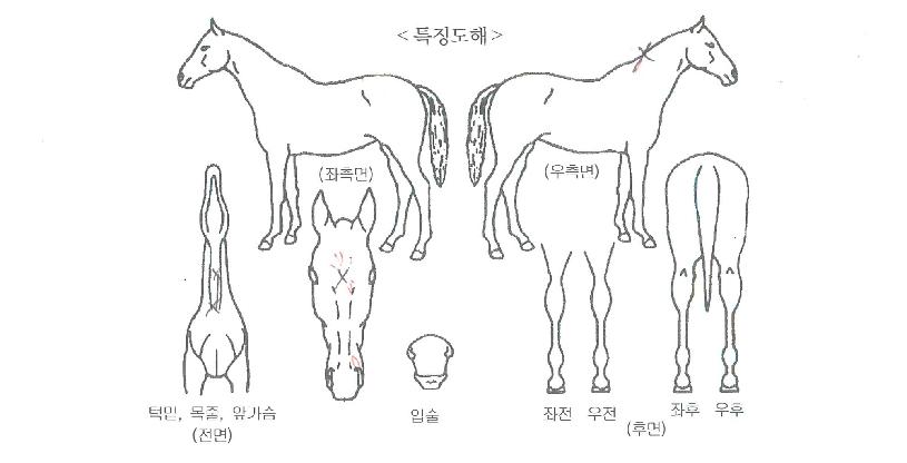 º£½ºÆ®µ¥ÀÌÁîÀÇ Ãø¸é,¿ì¸é,µÞ¸é,µÎ»ó,´Ù¸®ÀÇ Æ¯Â¡µµÇØ