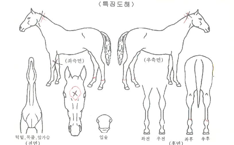 ���۷κ��� ����,���,�޸�,�λ�,�ٸ��� Ư¡����