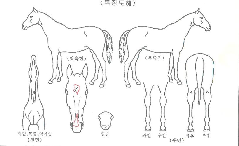 ½ºÇdz븶¸°ÀÇ Ãø¸é,¿ì¸é,µÞ¸é,µÎ»ó,´Ù¸®ÀÇ Æ¯Â¡µµÇØ