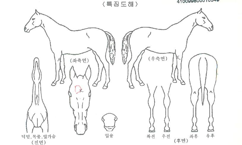 ���丶�� ����,���,�޸�,�λ�,�ٸ��� Ư¡����