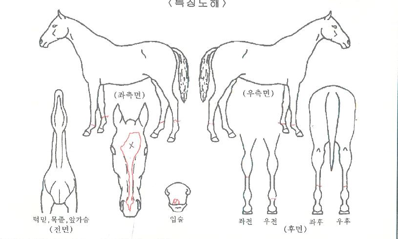 ¹ö´×ÇöóÀÌÀÇ Ãø¸é,¿ì¸é,µÞ¸é,µÎ»ó,´Ù¸®ÀÇ Æ¯Â¡µµÇØ