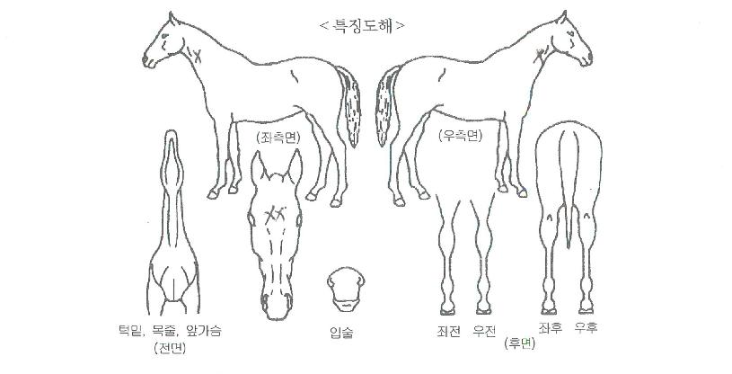 ���������ڸ��� ����,���,�޸�,�λ�,�ٸ��� Ư¡����