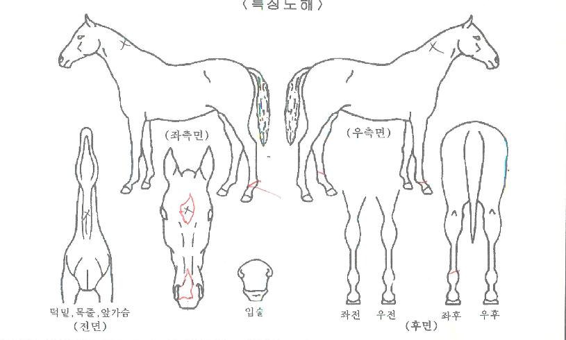 ž±âÀÇ Ãø¸é,¿ì¸é,µÞ¸é,µÎ»ó,´Ù¸®ÀÇ Æ¯Â¡µµÇØ