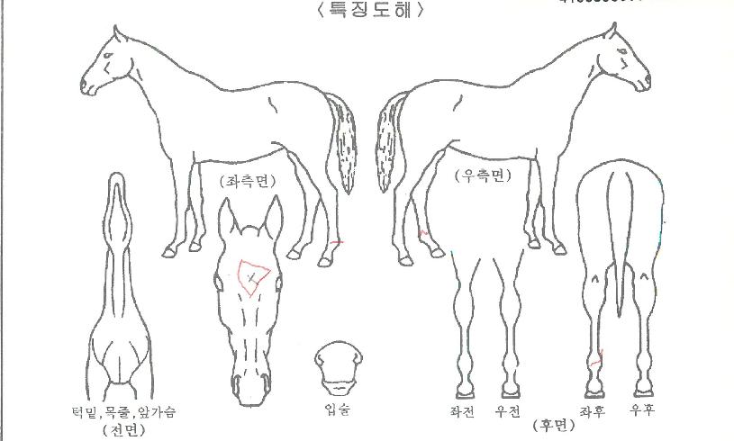 ´ÙÀ̳ª¹ÍÆÎÆÎÀÇ Ãø¸é,¿ì¸é,µÞ¸é,µÎ»ó,´Ù¸®ÀÇ Æ¯Â¡µµÇØ